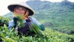 Bali13-teaültetvény