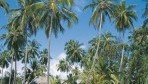 Mapenzi Beach Club 05-kert.jpg