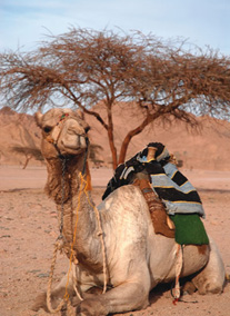 Marsa Alam közvetlen tengerpart