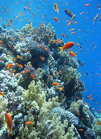 Sharm El Sheikh all inclusive ajánlatok