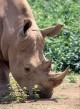  Akciók-Kenya